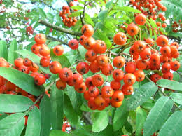Attēlu rezultāti vaicājumam “Sorbus”