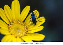 Attēlu rezultāti vaicājumam “Oedemera sp.”