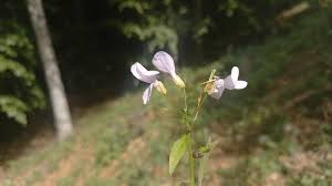 Attēlu rezultāti vaicājumam “Cardamine bulbifera flower”