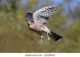 Attēlu rezultāti vaicājumam “Accipiter nisus male”