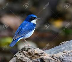 Image result for Luscinia cyane