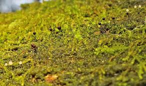 Attēlu rezultāti vaicājumam “Comatricha elegans var. microspora”