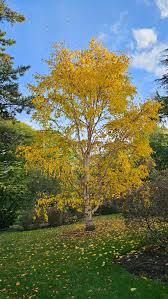 Attēlu rezultāti vaicājumam “Betula”