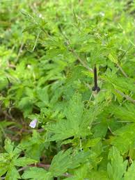 Attēlu rezultāti vaicājumam “Geranium bohemicum leaf”