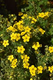 Attēlu rezultāti vaicājumam “Potentilla”