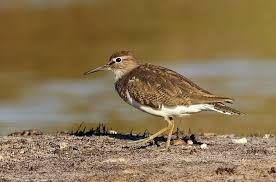 Attēlu rezultāti vaicājumam “Actitis hypoleucos”