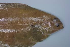 Image result for Glyptocephalus cynoglossus