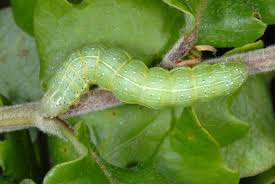 Attēlu rezultāti vaicājumam “Cosmia trapezina”