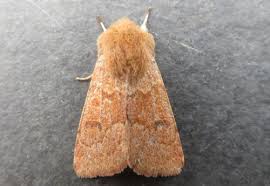 Attēlu rezultāti vaicājumam “Orthosia miniosa imago”