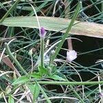 Attēlu rezultāti vaicājumam “Epilobium palustre fruit”