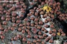 Attēlu rezultāti vaicājumam “Perichaena corticalis spores”