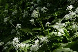 Image result for Allium ursinum