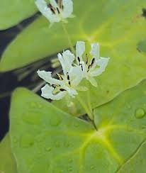 Image result for Seekanne