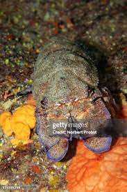 Image result for Scyllarides latus