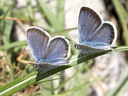 Attēlu rezultāti vaicājumam “Plebejus argus”