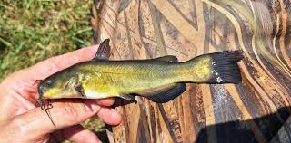 Image result for Ameiurus melas