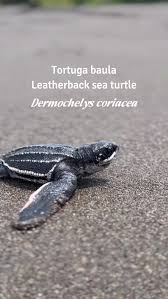 Image result for Dermochelys coriacea