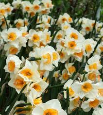 Attēlu rezultāti vaicājumam “Narcissus”