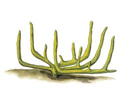 Attēlu rezultāti vaicājumam “Spongilla lacustris”