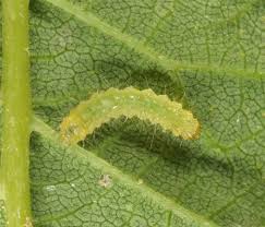 Attēlu rezultāti vaicājumam “Spilosoma lutea larva”