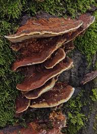 Attēlu rezultāti vaicājumam “Phellinus ferrugineofuscus”