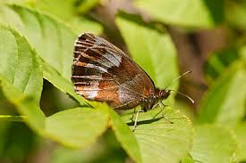 Attēlu rezultāti vaicājumam “Erebia aethiops underside”