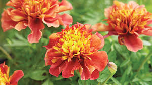 Attēlu rezultāti vaicājumam “Tagetes flower”