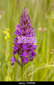 Attēlu rezultāti vaicājumam “Dactylorhiza majalis subsp. baltica flower”