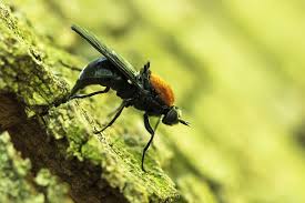 Attēlu rezultāti vaicājumam “Clitellaria ephippium”