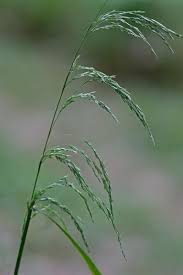 Attēlu rezultāti vaicājumam “Cinna latifolia fruit”