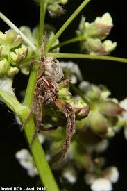 Attēlu rezultāti vaicājumam “Larinioides cornutus”