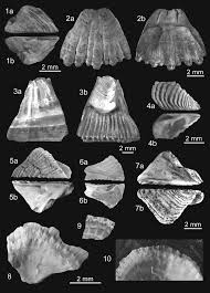 Attēlu rezultāti vaicājumam “Balanus improvisus”