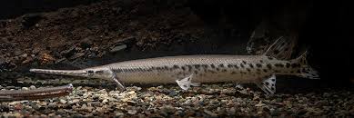 Image result for Lepisosteus osseus