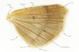 Attēlu rezultāti vaicājumam “Euphydrias aurinia upperside”