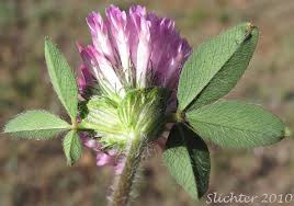 Attēlu rezultāti vaicājumam “Trifolium pratense”