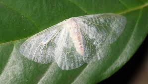 Attēlu rezultāti vaicājumam “Drepanidae”