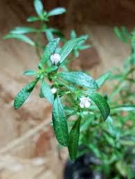 Image result for Satureja hortensis