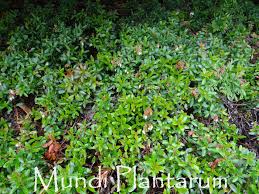 Attēlu rezultāti vaicājumam “Gaultheria cuneata”