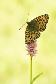 Attēlu rezultāti vaicājumam “Boloria titania underside”