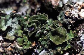 Attēlu rezultāti vaicājumam “Pleurosticta acetabulum”