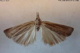 Attēlu rezultāti vaicājumam “Pediasia fascelinella”