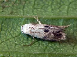 Attēlu rezultāti vaicājumam “Elachista maculicerusella”