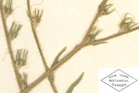 Attēlu rezultāti vaicājumam “Boraginaceae”