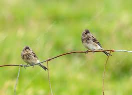 Image result for twite photo