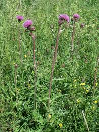 Attēlu rezultāti vaicājumam “Cirsium heterophyllum leaf”