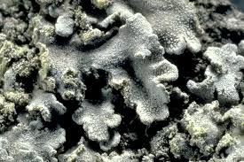 Attēlu rezultāti vaicājumam “Physconia enteroxantha”