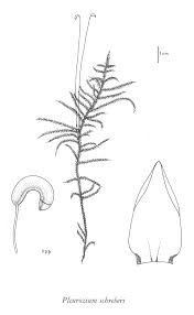 Attēlu rezultāti vaicājumam “Pleurozium schreberi sporophyte”