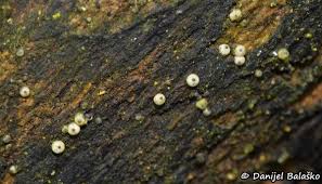 Attēlu rezultāti vaicājumam “Lasiosphaeria ovina”