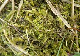 Attēlu rezultāti vaicājumam “Calliergonella cuspidata”