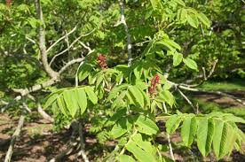 Attēlu rezultāti vaicājumam “Juglans mandshurica”